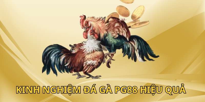 Cẩm nang đá gà PG88 hiệu quả