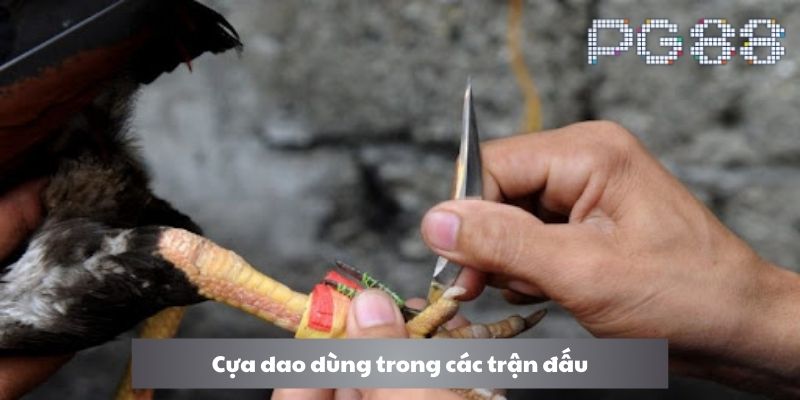 Cựa dao dùng trong các trận đấu