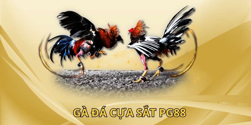 Loại hình đá gà cựa sắt tại PG88