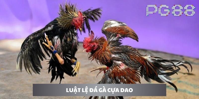 Luật lệ đá gà cựa dao