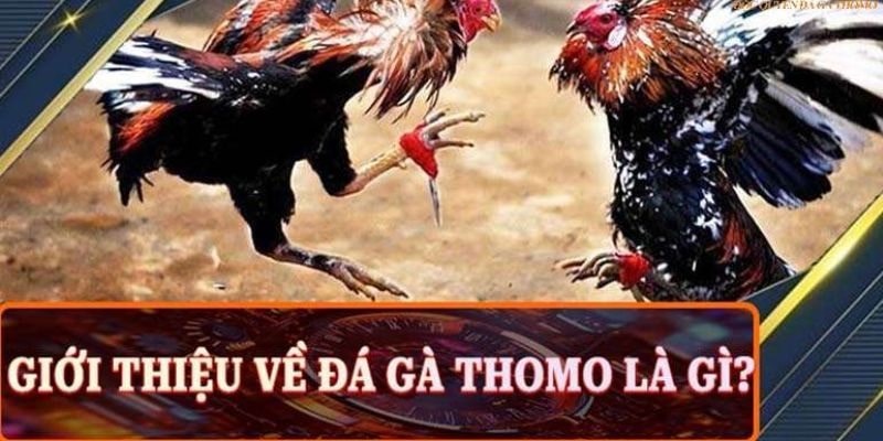 Tìm hiểu về hình thức đá gà Thomo đang trở thành xu hướng hiện nay